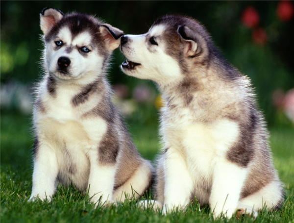 Go Huskies!!! Go Huskies!!!